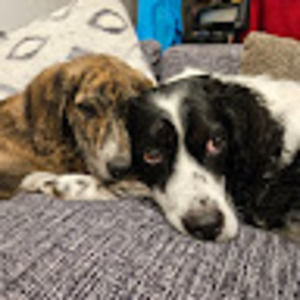 Meet your Posher, Toby